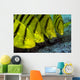 Golden Trevally Fish Anilao Wall Decal
