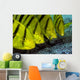 Golden Trevally Fish Anilao Wall Decal