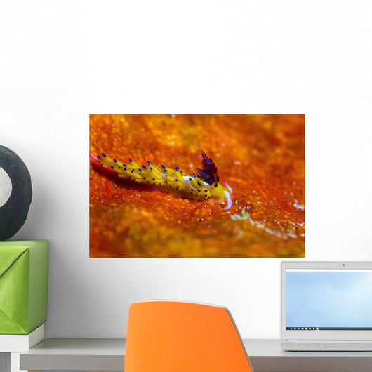 Favorinus Sea Slug Orange Wall Decal