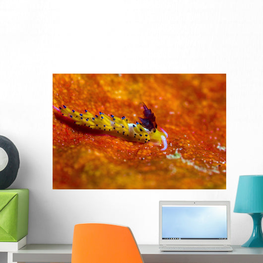 Favorinus Sea Slug Orange Wall Decal