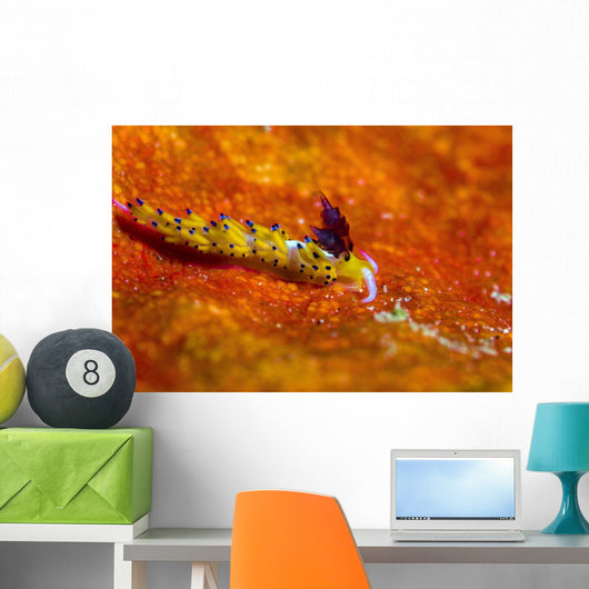 Favorinus Sea Slug Orange Wall Decal