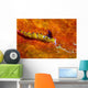 Favorinus Sea Slug Orange Wall Decal