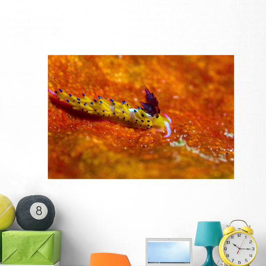 Favorinus Sea Slug Orange Wall Decal