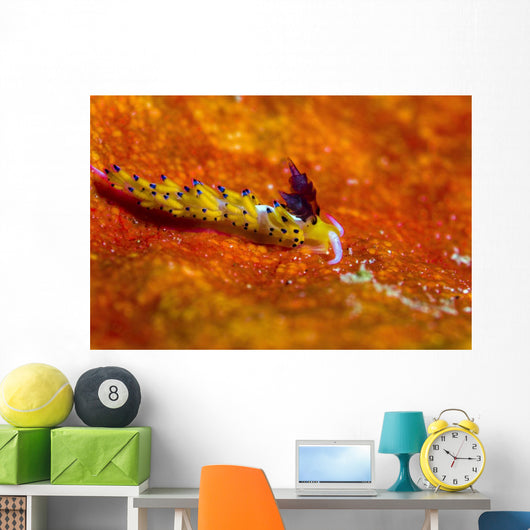 Favorinus Sea Slug Orange Wall Decal
