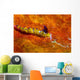 Favorinus Sea Slug Orange Wall Decal