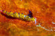 Favorinus Sea Slug Orange Wall Decal