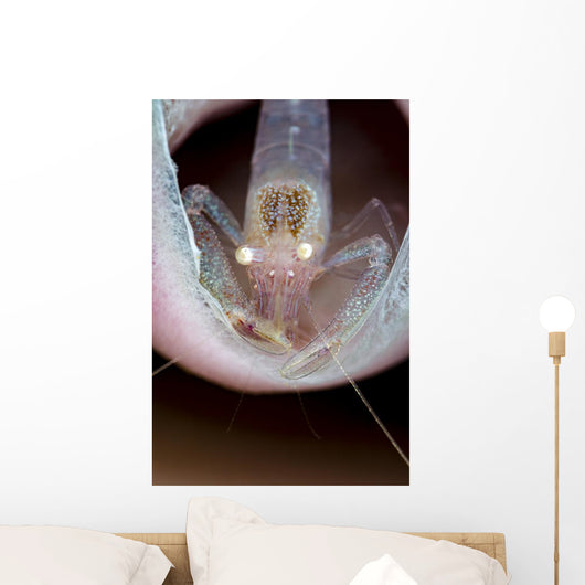 Commensal Sponge Shrimp Tube Wall Decal