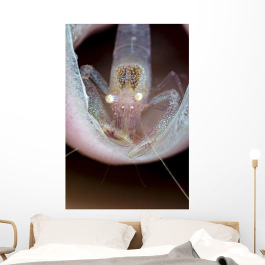 Commensal Sponge Shrimp Tube Wall Decal