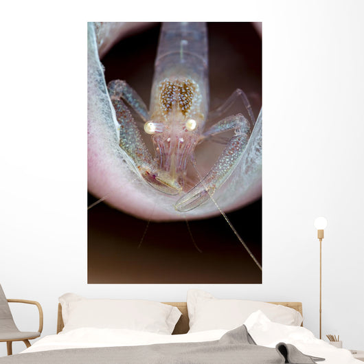 Commensal Sponge Shrimp Tube Wall Decal