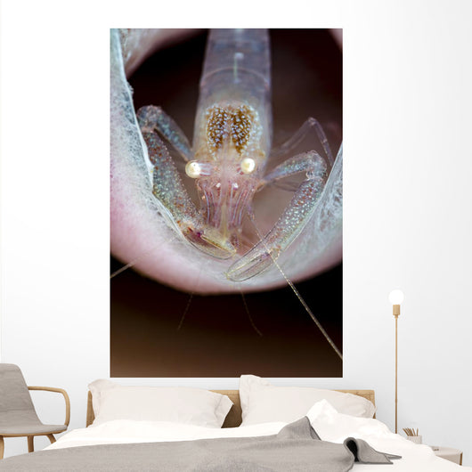 Commensal Sponge Shrimp Tube Wall Decal