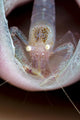 Commensal Sponge Shrimp Tube Wall Decal