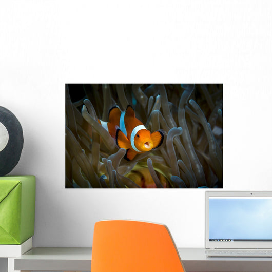 False Clown Snemonefish Host Wall Decal