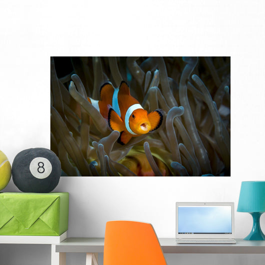 False Clown Snemonefish Host Wall Decal