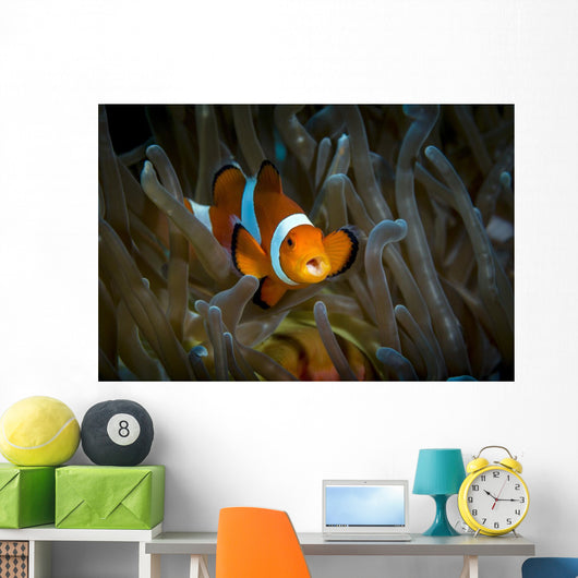 False Clown Snemonefish Host Wall Decal
