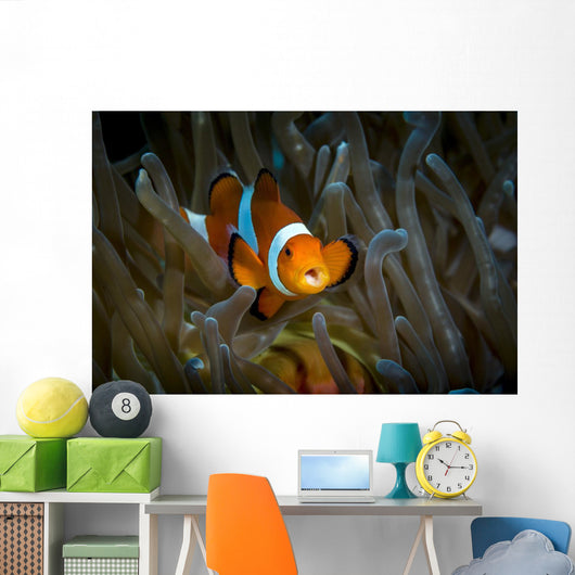 False Clown Snemonefish Host Wall Decal