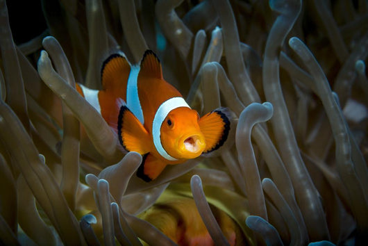 False Clown Snemonefish Host Wall Decal