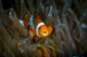 False Clown Snemonefish Host Wall Decal