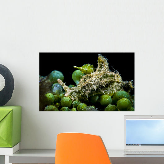 Juvenile Oxynoe Sapsucking Slug Wall Decal
