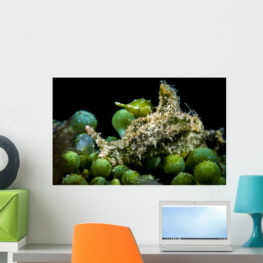 Juvenile Oxynoe Sapsucking Slug Wall Decal