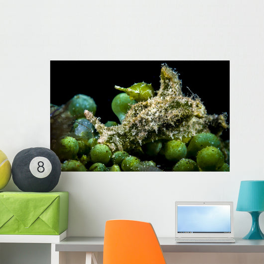 Juvenile Oxynoe Sapsucking Slug Wall Decal