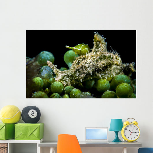 Juvenile Oxynoe Sapsucking Slug Wall Decal
