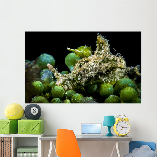 Juvenile Oxynoe Sapsucking Slug Wall Decal