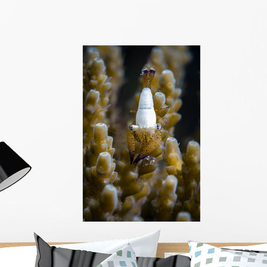 Coral Shrimp Romblon Philippines Wall Decal