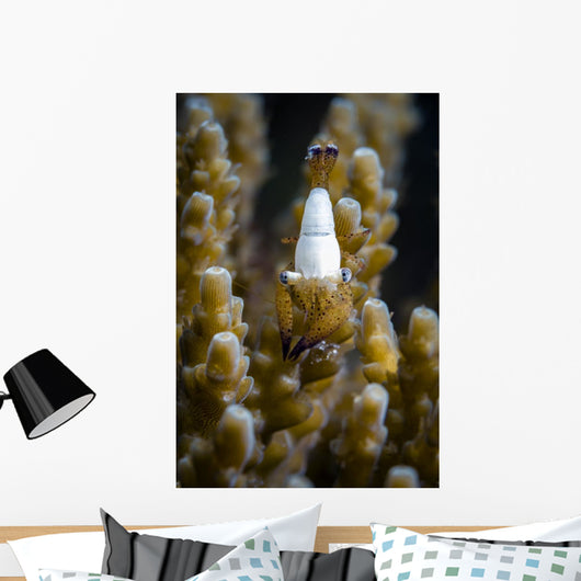 Coral Shrimp Romblon Philippines Wall Decal