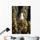 Coral Shrimp Romblon Philippines Wall Decal
