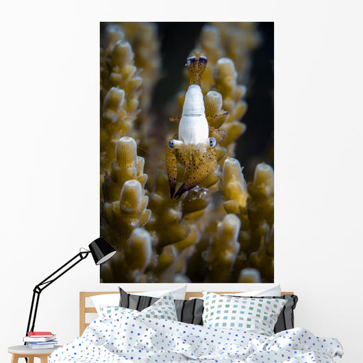Coral Shrimp Romblon Philippines Wall Decal