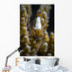 Coral Shrimp Romblon Philippines Wall Decal