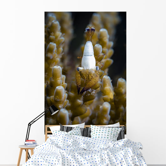 Coral Shrimp Romblon Philippines Wall Decal
