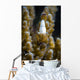 Coral Shrimp Romblon Philippines Wall Decal
