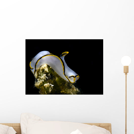 Pale Headshield Slug Romblon Wall Decal