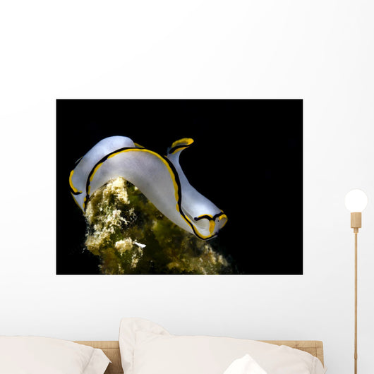 Pale Headshield Slug Romblon Wall Decal