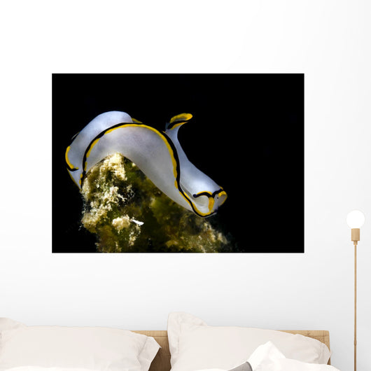 Pale Headshield Slug Romblon Wall Decal