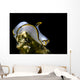 Pale Headshield Slug Romblon Wall Decal