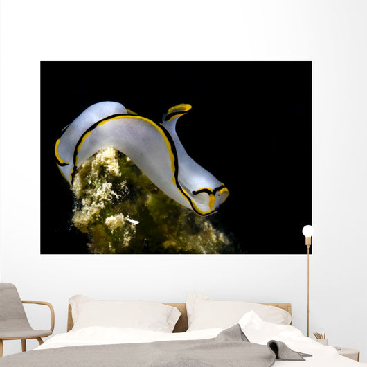 Pale Headshield Slug Romblon Wall Decal