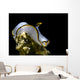 Pale Headshield Slug Romblon Wall Decal