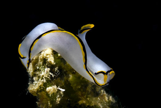 Pale Headshield Slug Romblon Wall Decal