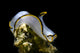 Pale Headshield Slug Romblon Wall Decal