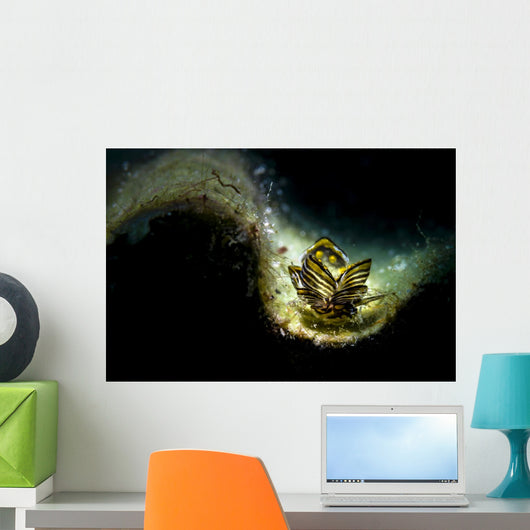 Black-lined Sapsucking Slug Romblon Wall Decal