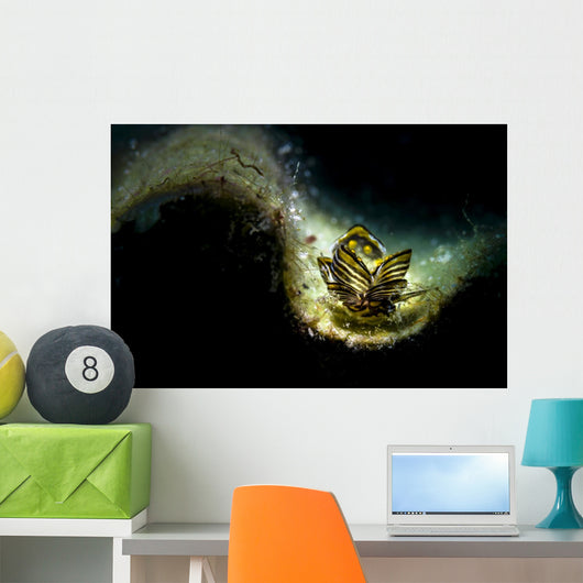 Black-lined Sapsucking Slug Romblon Wall Decal