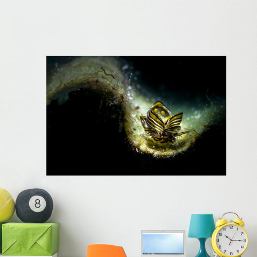 Black-lined Sapsucking Slug Romblon Wall Decal