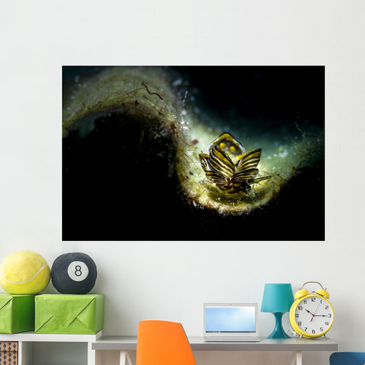 Black-lined Sapsucking Slug Romblon Wall Decal