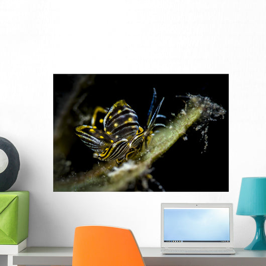 Black-lined Sapsucking Slug Romblon Close-up Wall Decal