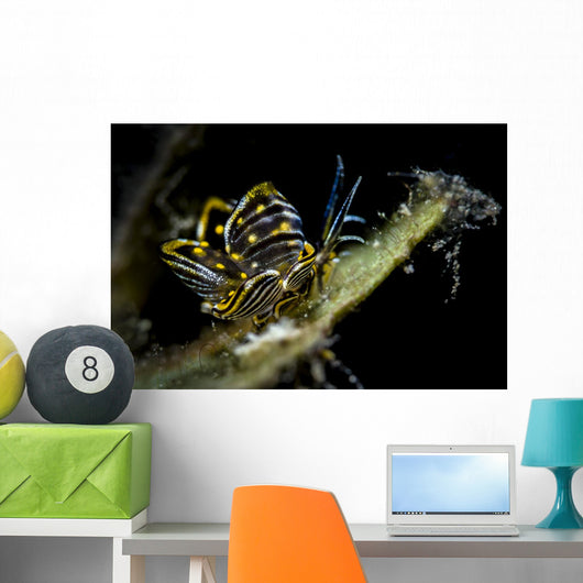Black-lined Sapsucking Slug Romblon Close-up Wall Decal