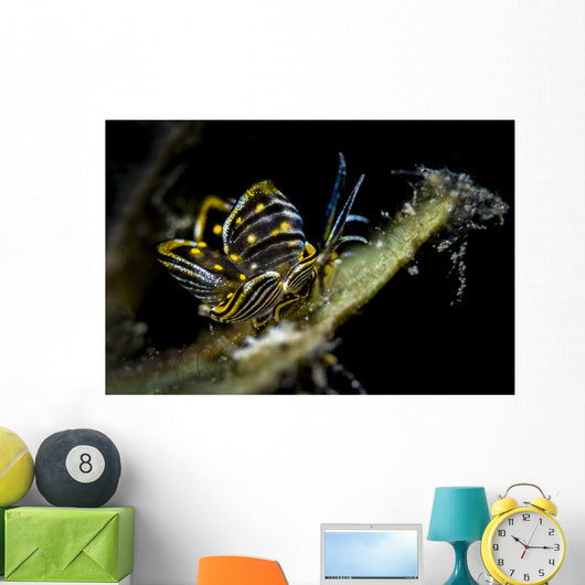Black-lined Sapsucking Slug Romblon Close-up Wall Decal