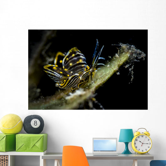 Black-lined Sapsucking Slug Romblon Close-up Wall Decal