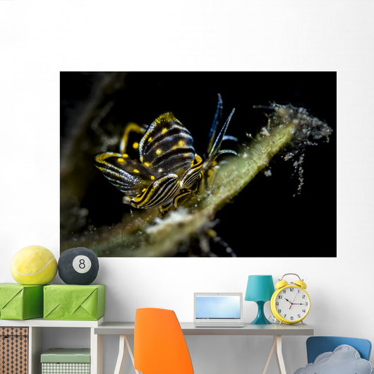 Black-lined Sapsucking Slug Romblon Close-up Wall Decal